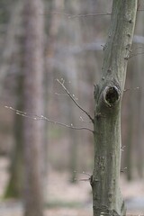 Mała dziupla w bukowym lesie na wiosnę © neskama