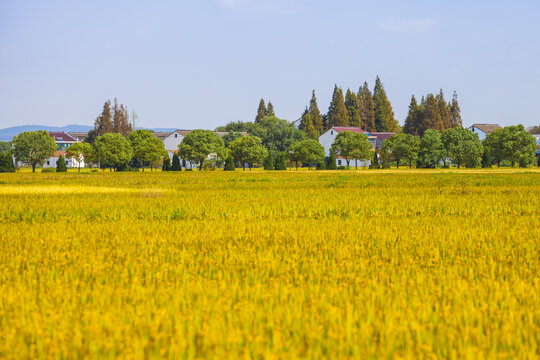 Rice paddies landscape