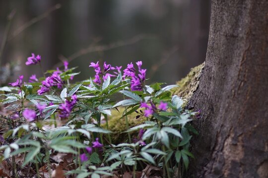 Fioletowe kwiaty leśne na wiosnę
