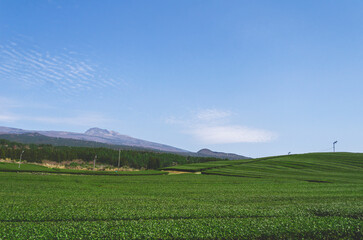 녹차밭