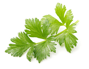 Celery leaves isolated on white background