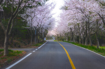 Fototapeta premium 벚꽃길