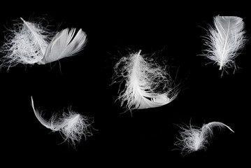 Obraz premium White feather isolated on a black background.