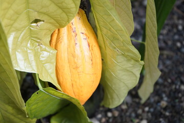Ripe Cacao Forastero fruits on the tree (Theobroma cacao) Malvaceae family. Hanover, Berggartn,...