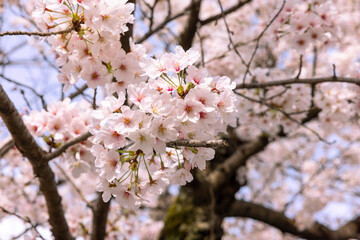 桜の木