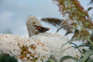 A admiral butterfly sits on white lilac tree with sky