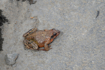 A brown toad awakened after hibernation on an asphalt path.