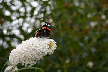 A admiral butterfly sits on white lilac in a garden