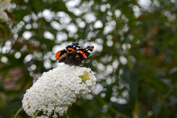 A admiral butterfly sits on white lilac