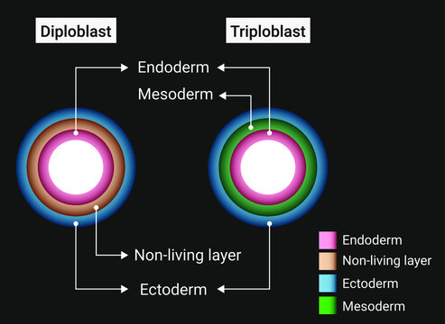 Difference between diploblastic and triploblastic animals