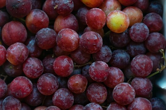 Beautiful picture of flame reddish grapes cultivated in Nashik, Maharashtra, India aslo called as vineyard of India.