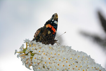 A butterfly on white lilac
