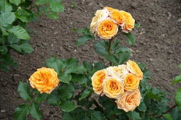Three groups of orange flowers of rose in mid June