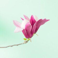 Twig and magnolia flower with eggs on a pastel green background. Creative minimal concept. Spring and Easter inspiration.