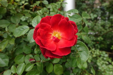Close shot of semi double flower of red rose in May