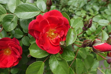 Closed buds and semi double flower of red rose in May