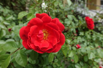 Fototapeta na wymiar Scarlet red flowers of semi double rose in May