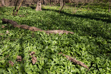 Bärlauch vor der Blüte