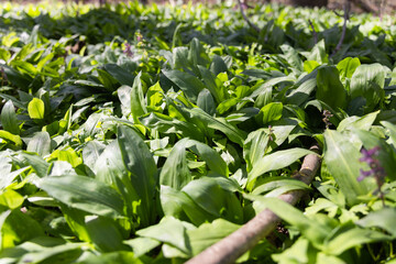 Obraz premium Bärlauch vor der Blüte