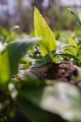 Obraz premium Bärlauch vor der Blüte