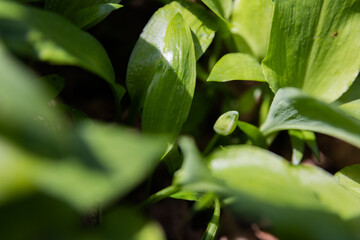 B&auml;rlauch vor der Bl&uuml;te