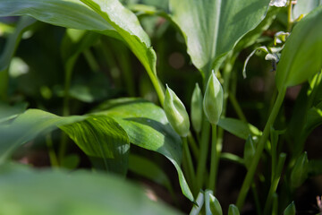 Bärlauch vor der Blüte