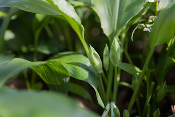 Bärlauch vor der Blüte