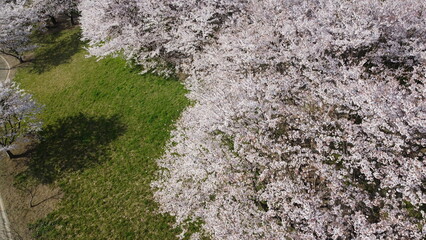 桜　そめいよしの　さくら ドローン撮影 クローズアップ