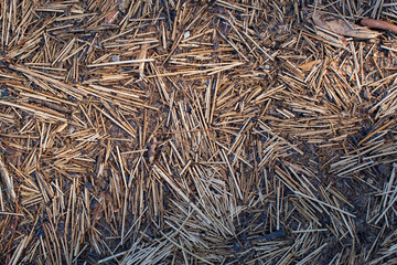 Plant matter arranged in abstract patterns after the tide has receded along the Derwent River