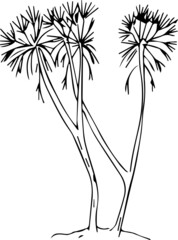 
   palm trees tropical plants graphic illustration hand drawn trees africa set isolated on white background
