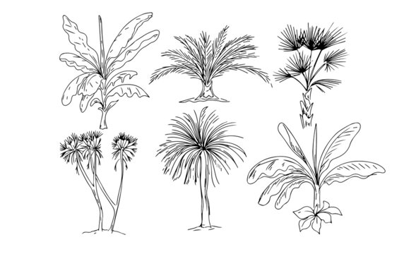 
   palm trees tropical plants graphic illustration hand drawn trees africa set isolated on white background
