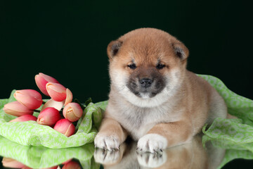 Cute little shiba inu puppy with tulips