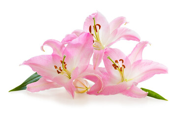 Three wonderful pink Lily with a bud isolated on white background, including clipping path without shade.
