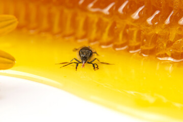 honey bee on the background of fresh honeycomb. insects and organic vitamin food