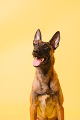The Belgian Shepherd, The Malinois dog on yellow