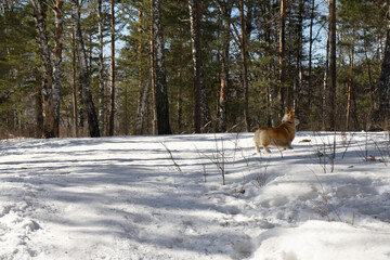 winter forest landscape with corgi dog 