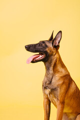 The Belgian Shepherd, The Malinois dog on yellow