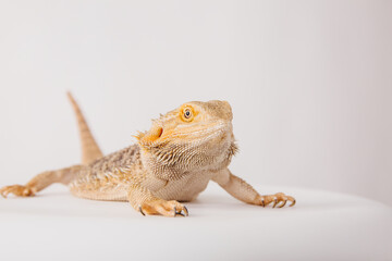 Reptile on white background. Wild pet. Eastern bearded dragon,  simply bearded lizard on white.
