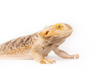Reptile on white background. Wild pet. Eastern bearded dragon,  simply bearded lizard on white.