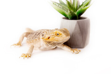 Reptile on white background. Wild pet. Eastern bearded dragon,  simply bearded lizard on white.