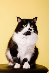 Beautiful fluffy cat on yellow background