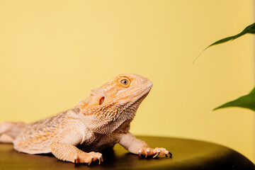 Reptile on yellow background. Wild pet. Eastern bearded dragon,  simply bearded lizard on white.