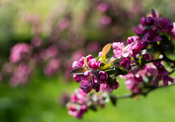 Obraz premium Blooming apple tree branch close up. Bright green and pink gardening background with copy space