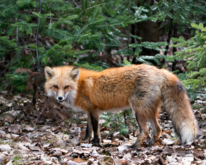 Naklejka na ściany i meble Red Fox Photo Stock. Fox Image.