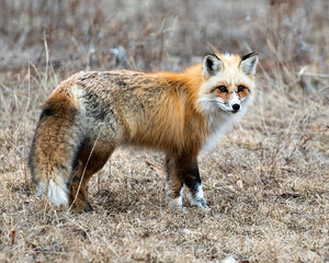 Red Fox Photo Stock. Unique fox close-up profile side view looking at camera in the spring season in its environment and habitat with blur background. Fox Image. Picture. Portrait