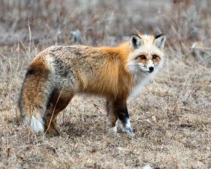 Red Fox Photo Stock. Unique fox close-up profile side view looking at camera in the spring season...
