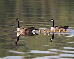 Canada Goose Photo. Canadian Geese with their gosling babies swimming and displaying plumage in their environment and habitat and enjoying its day. Canada Geese Image. Picture. Portrait. Photo.