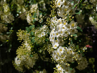 Obraz premium Vertical branches of blooming spirea slimy close up in bright sunny day