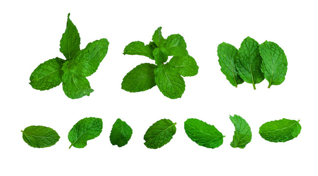 Several photographs of green mint leaves isolated on a white background. Combine several mint leaves in one photograph.