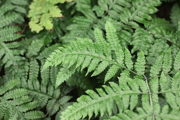fern leaves